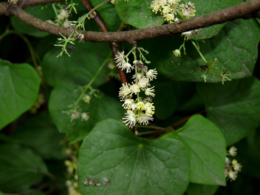 {Menispermum canadense}